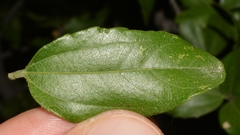 Sarcomphalus mexicanus