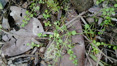 Callitriche muelleri