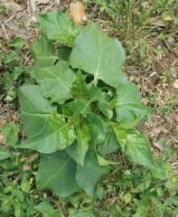 Mirabilis jalapa