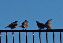 Callipepla californica