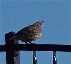 Callipepla californica