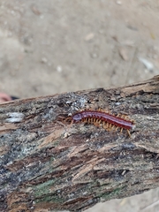 Scolopendromorpha