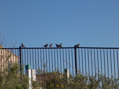 Callipepla californica