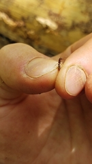 Stigmatomma pallipes