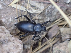 Eleodes acuticauda