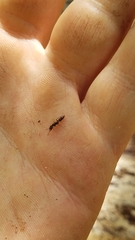 Stigmatomma pallipes