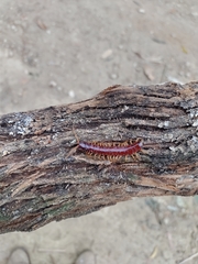 Scolopendromorpha