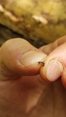 Stigmatomma pallipes