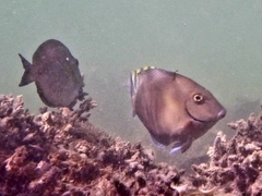 Acanthurus chirurgus