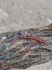Scolopendromorpha
