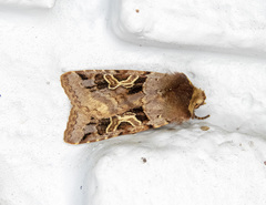 Cerastis enigmatica