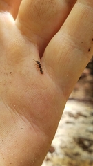 Stigmatomma pallipes