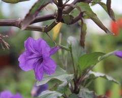 Ruellia simplex