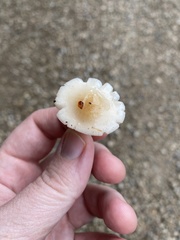 Fungi