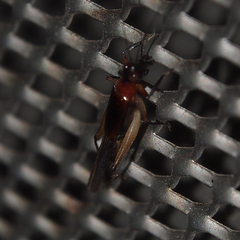 Homoeoxipha lycoides