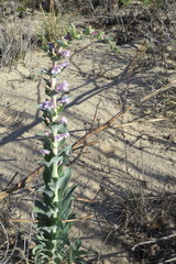 Penstemon buckleyi
