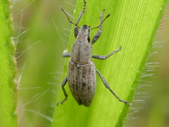 Tanymecus lacaena