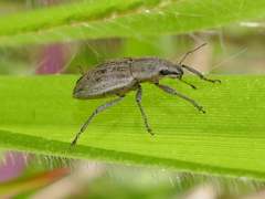 Tanymecus lacaena