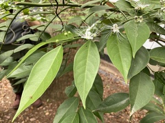 Capparis sabiifolia