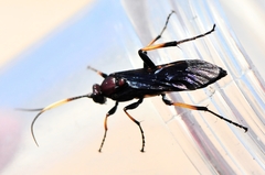 Ichneumon centrator