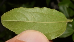 Sarcomphalus mexicanus