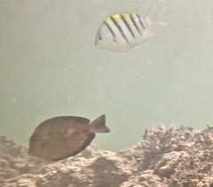 Abudefduf saxatilis