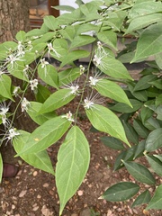 Capparis sabiifolia