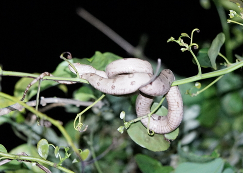 Photo of a Tokara Habu (Protobothrops tokarensis)
