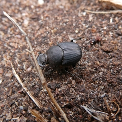 Onthophagus australis