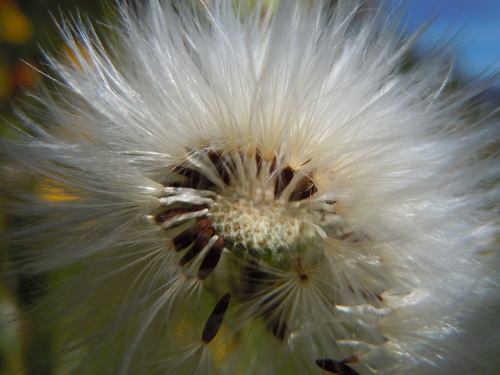 Sonchus asper