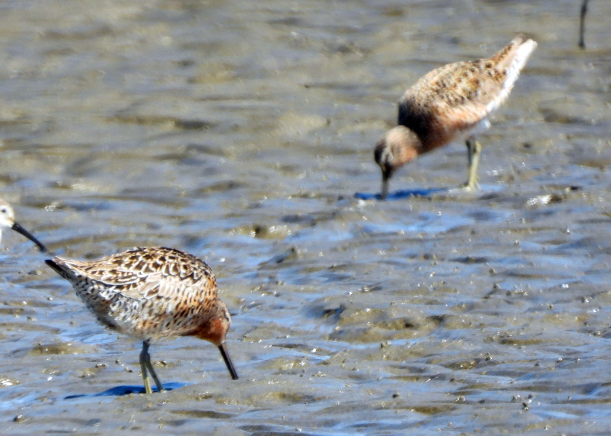 Short-billed Dowitcher