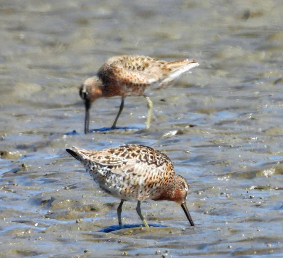Short-billed Dowitcher