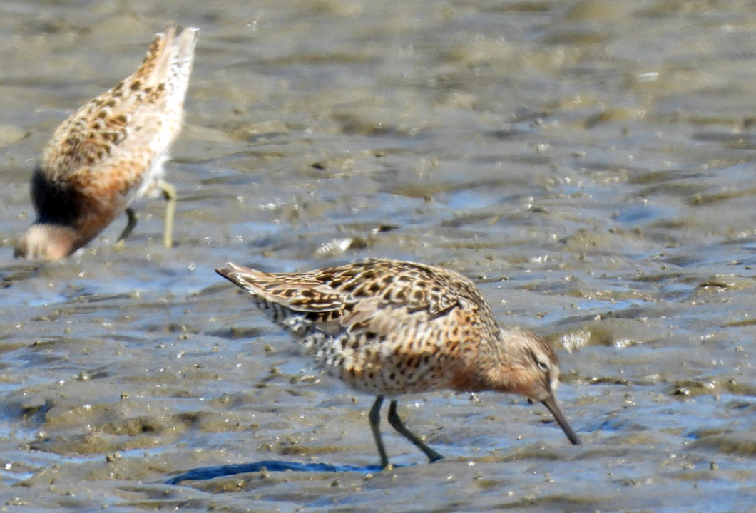 Short-billed Dowitcher
