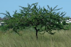 Vachellia sieberiana
