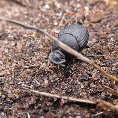 Onthophagus australis