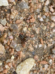 Colonus puerperus