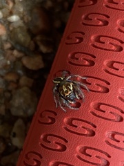 Colonus puerperus