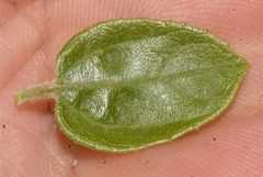 Sarcomphalus mexicanus