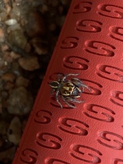 Colonus puerperus