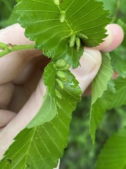 Aceria parulmi