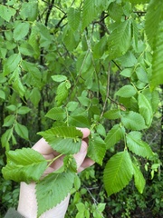 Aceria parulmi