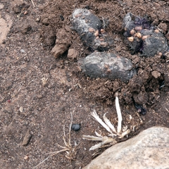 Onthophagus australis