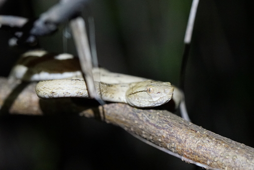 Tokara Habu