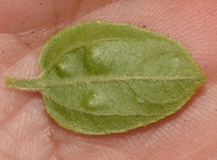 Sarcomphalus mexicanus