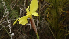Bobartia orientalis