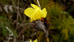 Bobartia orientalis
