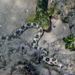 Myrichthys ocellatus