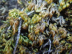 Pseudisothecium cristatum