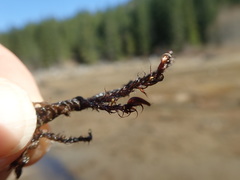 Scorpidium revolvens