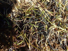 Scorpidium revolvens